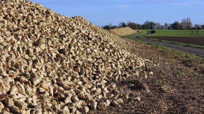 Przechowywanie plonów buraka cukrowego