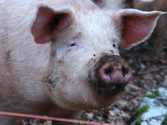 afrykański pomór świń