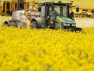pasze rzepakowe