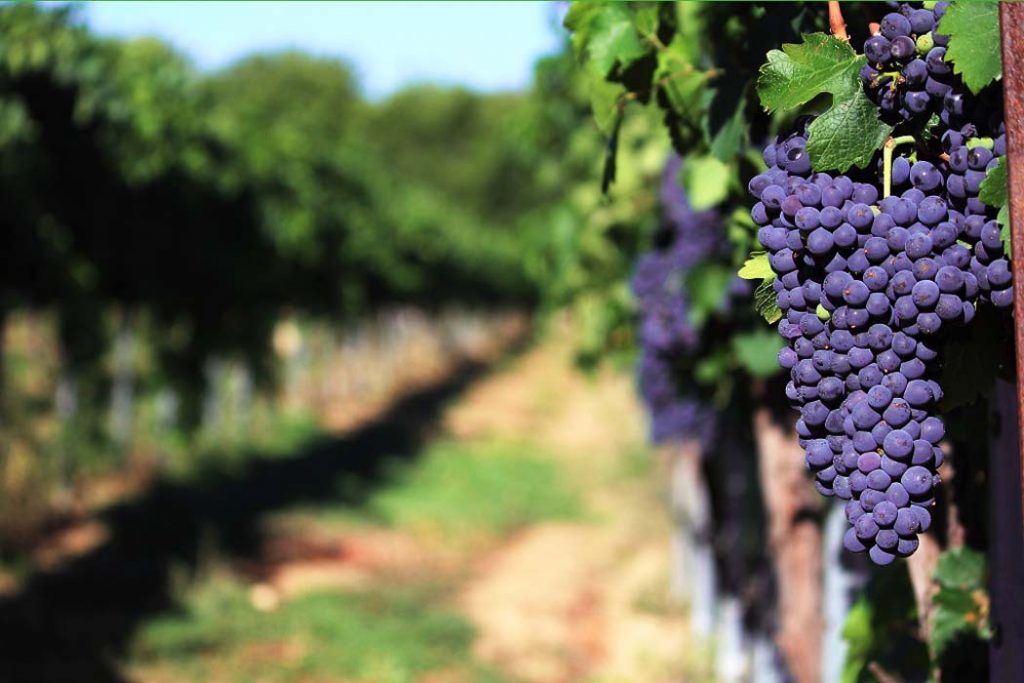 uprawy winorośli uprawa winorosli