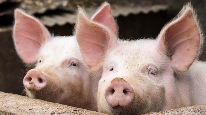 warunki hodowli trzody hlewnej w UE