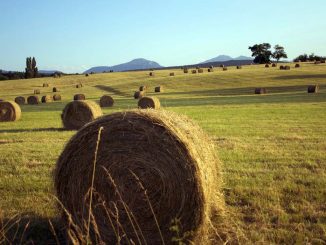 Stałokomorowe prasy