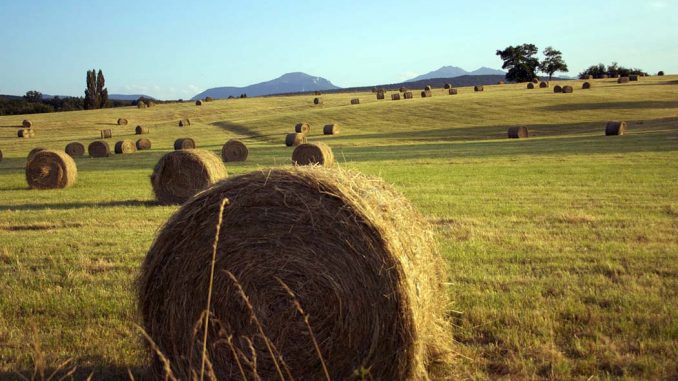 Stałokomorowe prasy