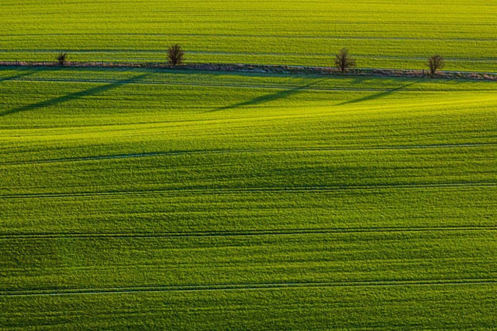 7 zasad stosowania środków ochrony roślin