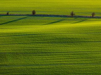7 zasad stosowania środków ochrony roślin