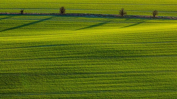 7 zasad stosowania środków ochrony roślin