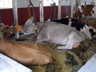 NIK rusza skontrolować dobrostan zwierząt