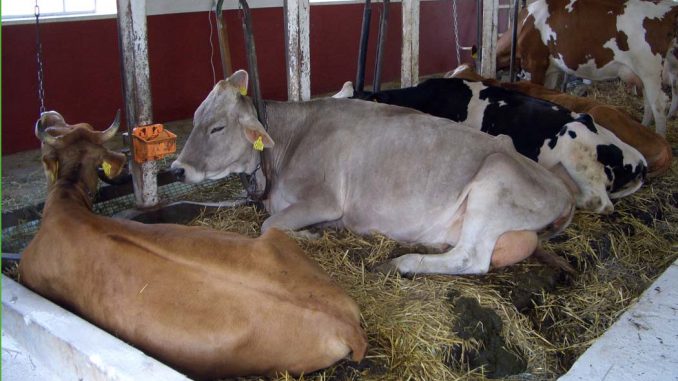 NIK rusza skontrolować dobrostan zwierząt