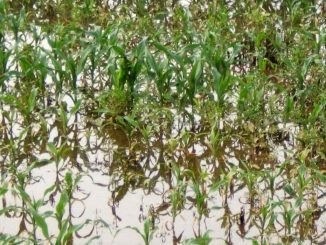 Ulga w razie klęski żywiołowej