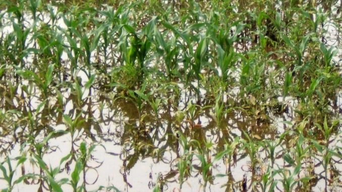 Ulga w razie klęski żywiołowej