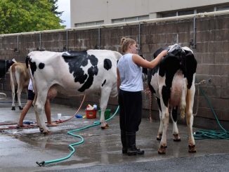 System Identyfikacji i Rejestracji Zwierząt