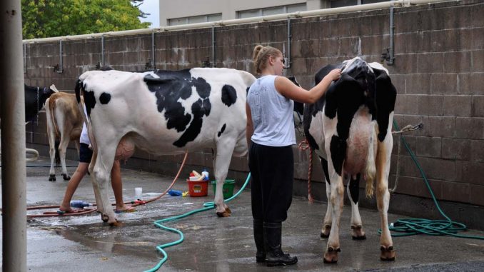 System Identyfikacji i Rejestracji Zwierząt
