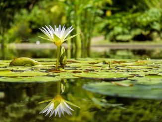 lilie wodne