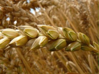 uprawa zbóż ozimych