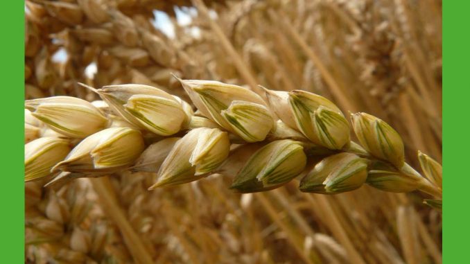 uprawa zbóż ozimych