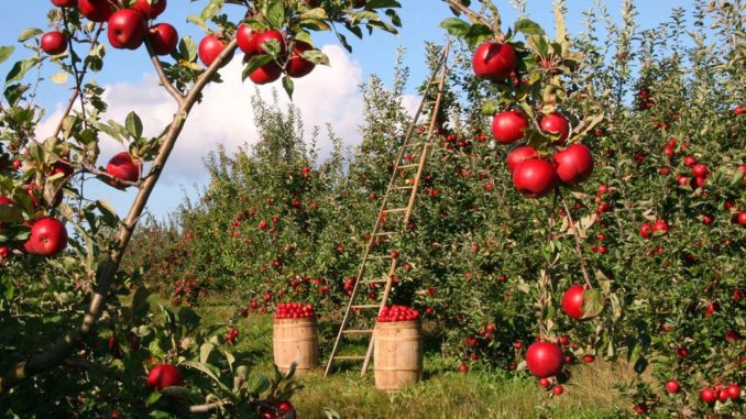 Nawozy o funkcji biostymulatora