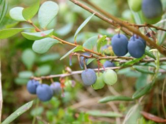 borówka amerykańska