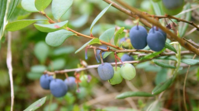 borówka amerykańska