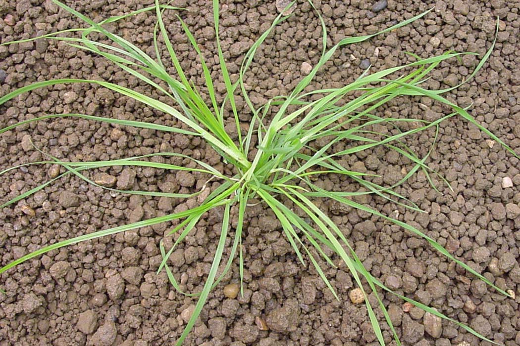 miotła zbożowa miotła zbożowa