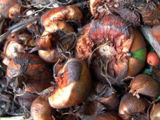 Choroby roślin cebulowych i bulwiastych