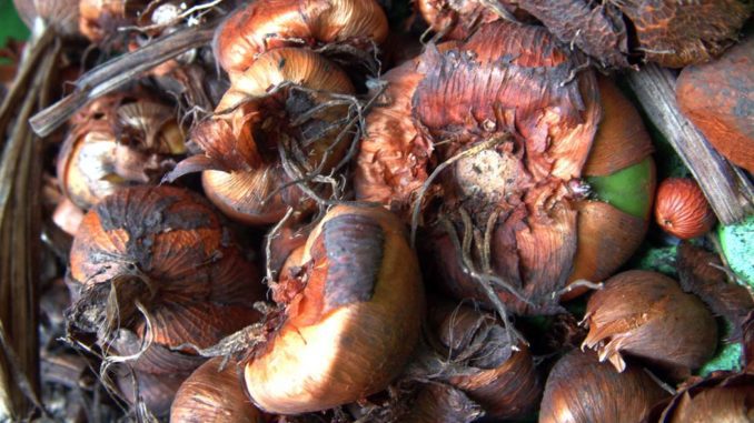 Choroby roślin cebulowych i bulwiastych