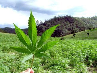 konopie przemysłowe