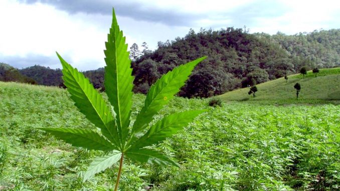 konopie przemysłowe