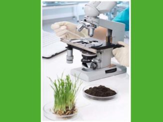 niedobory mikroelementów u roślin