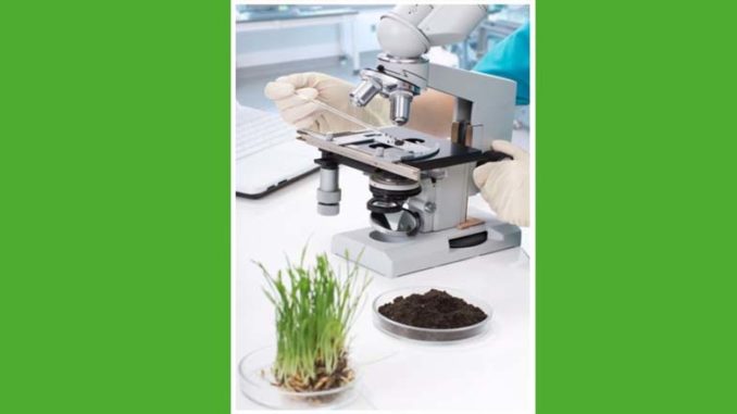 niedobory mikroelementów u roślin