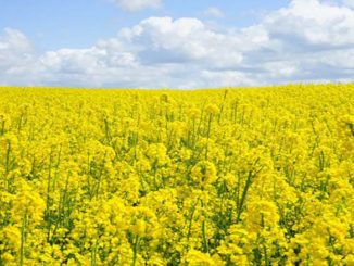 Jak chronić rośliny uprawne?