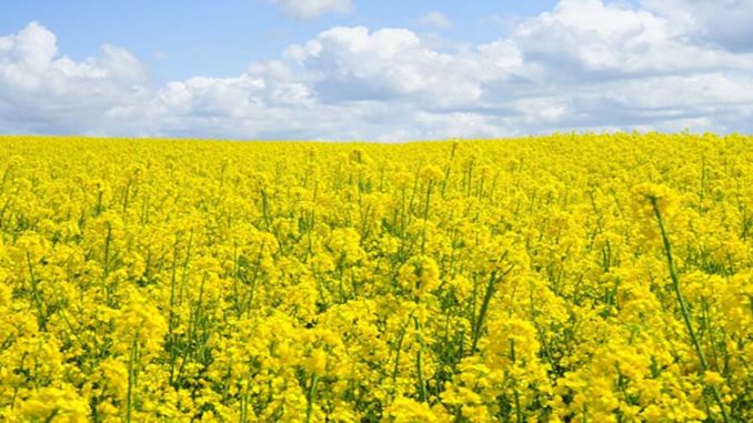 Jak chronić rośliny uprawne?