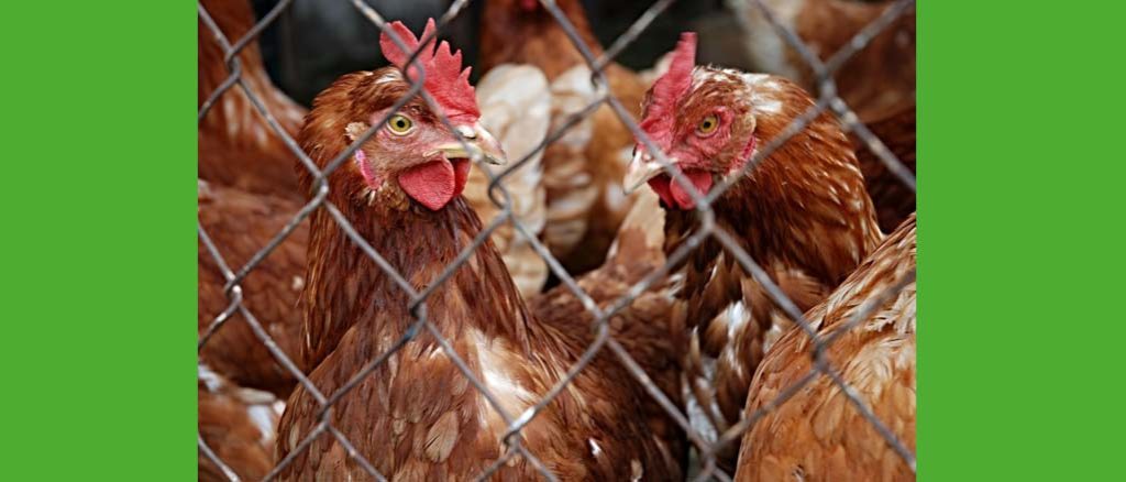 Fipronil na kurzych fermach w Belgii, Holandii i Niemczech