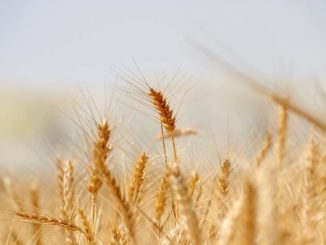 Jak chronić rośliny uprawne? Jak chronić rośliny uprawne