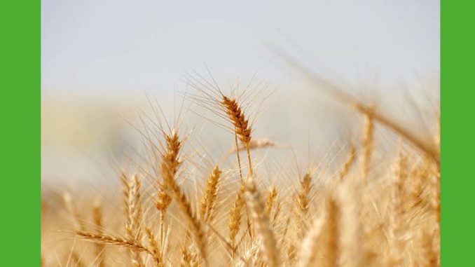 Jak chronić rośliny uprawne? Jak chronić rośliny uprawne