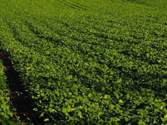 Nawozy organiczno – mineralne