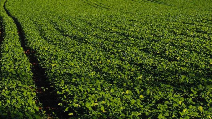 Nawozy organiczno – mineralne