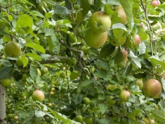 Chopin – nowa odmiana jabłoni