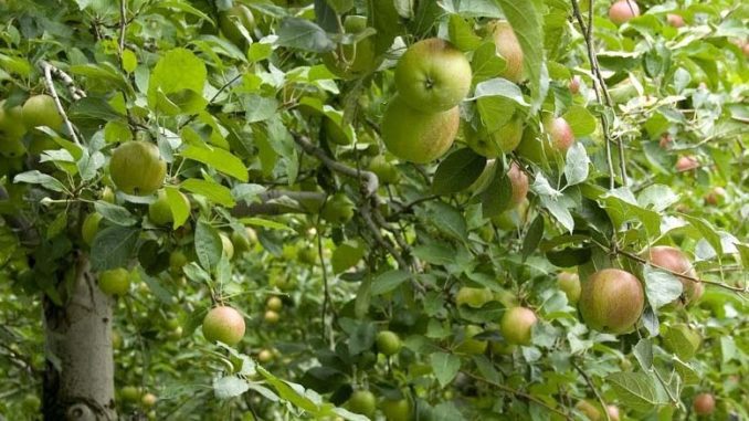 Chopin – nowa odmiana jabłoni