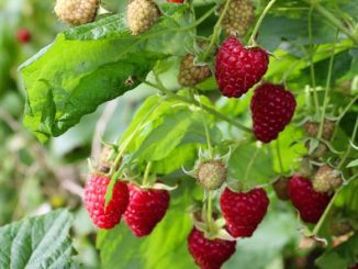 jak przycinać maliny