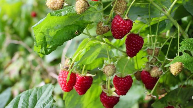 jak przycinać maliny