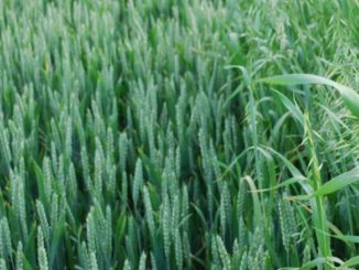 Oporność chwastów na herbicydy