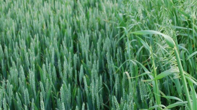 Oporność chwastów na herbicydy