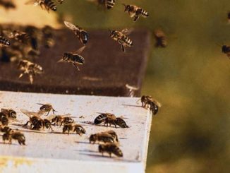 Hodowla pszczół