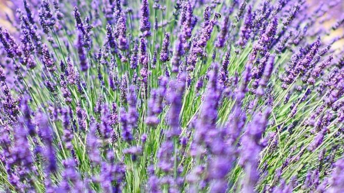 Plantacje lawendy