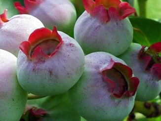 BORÓWKA AMERYKAŃSKA