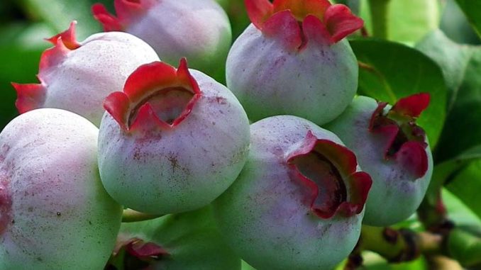 BORÓWKA AMERYKAŃSKA