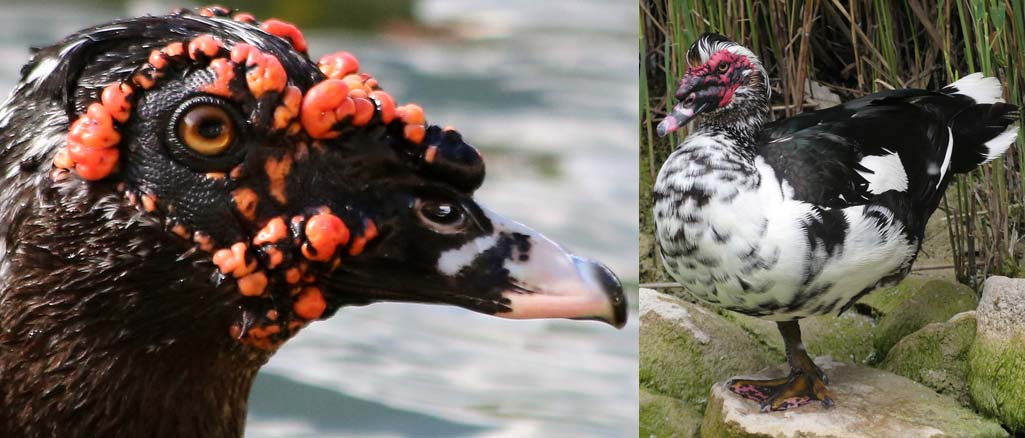 KACZKA FRANCUSKA KACZKA FRANCUSKA