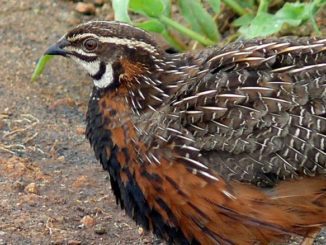 Hodowla przepiórek japońskich