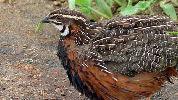 Hodowla przepiórek japońskich