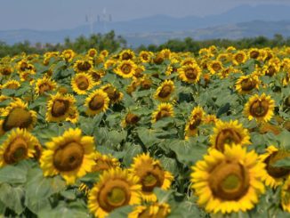Uprawa słoneczników w Polsce